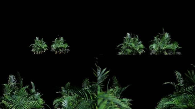 植物穿梭