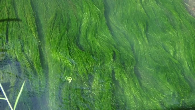 流动水草 水生态水环境  水治理