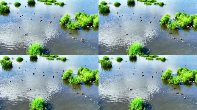 湿地沼泽野生水鸟在水中觅食