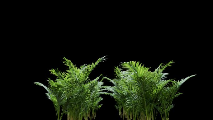 植物穿梭