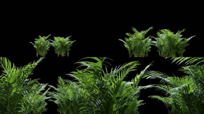 植物穿梭