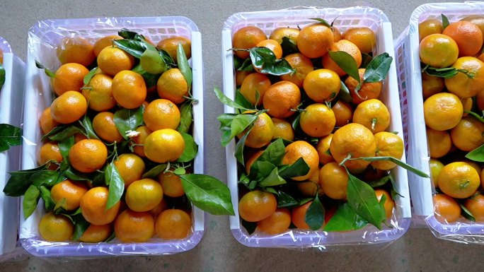 橘子加工运输丰收季