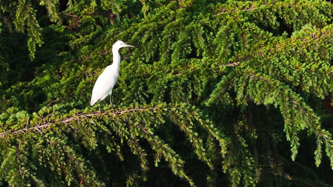 成都公园野生动物成都生态航拍白鹭夜鹭