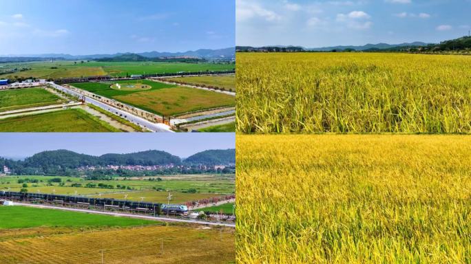 佛山高明万亩稻田航拍