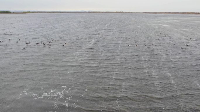 湿地鸟类栖息地候鸟鸟浪