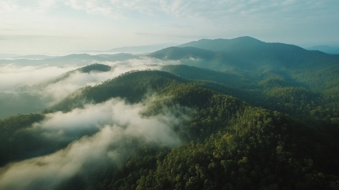 大自然 云雾森林 云雾山 茶园 高山 云