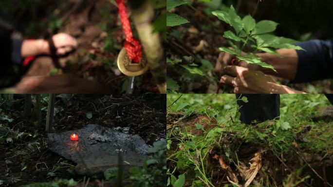 多机位拍摄东北深山挖野山参（上）