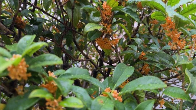 雨中桂花 金秋 金色桂花