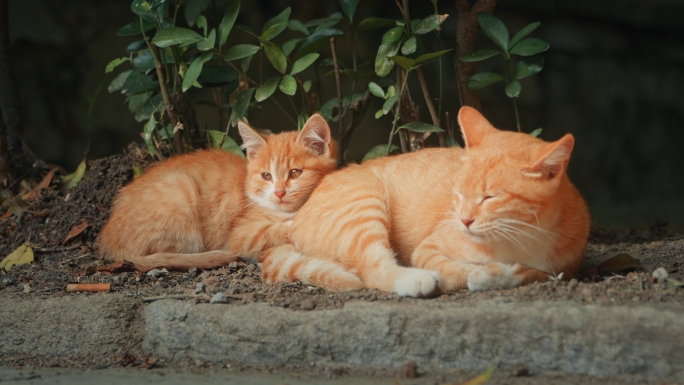 一组形态各异的小猫实拍