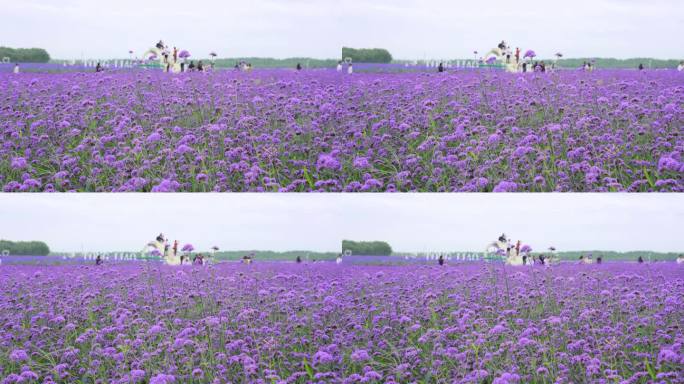 通辽市城市风光 薰衣草花园