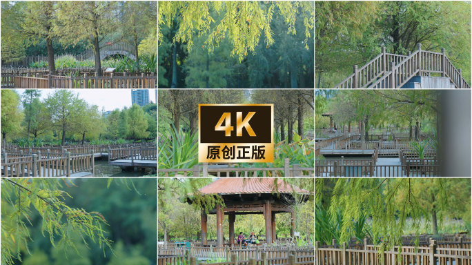 五缘湾落羽杉