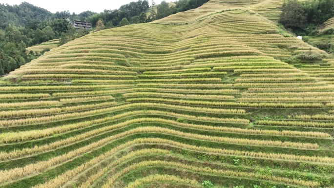 广西龙胜县 金秋时节 龙脊梯田