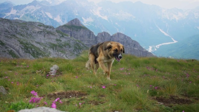 在落基山坡上散步的牧羊犬