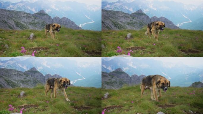 在落基山坡上散步的牧羊犬