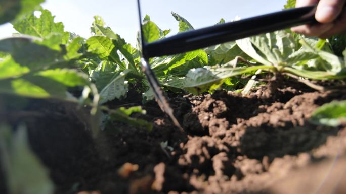 野生怀地黄种植培育
