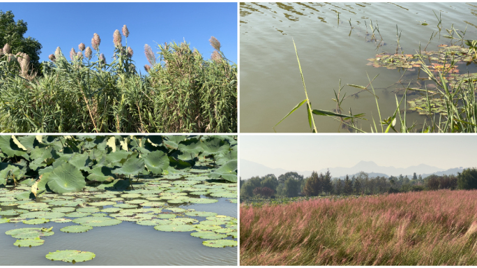 池州生态湿地公园4k风光