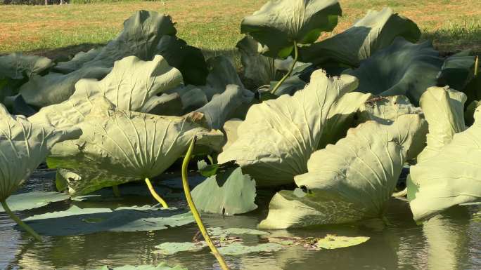 池州生态湿地公园4k风光