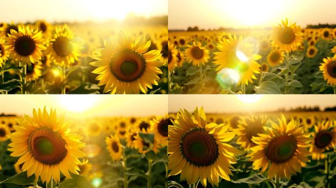 逆光下的向日葵 向日葵 向阳花 太阳花