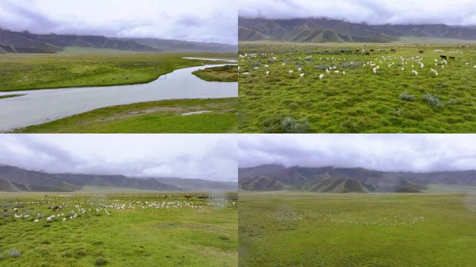 巴音布鲁克草原航拍兽群羊群【组镜】