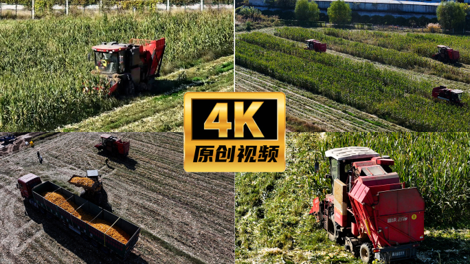 4K玉米丰收 现代农业机械化收割航拍