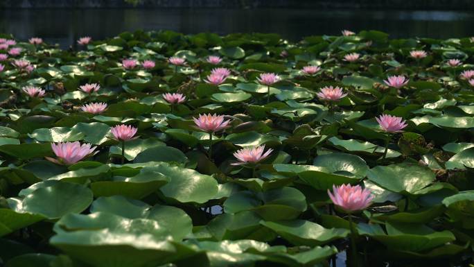 睡莲 水中花