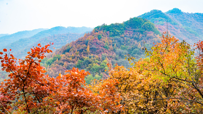 醉美甘山红叶季