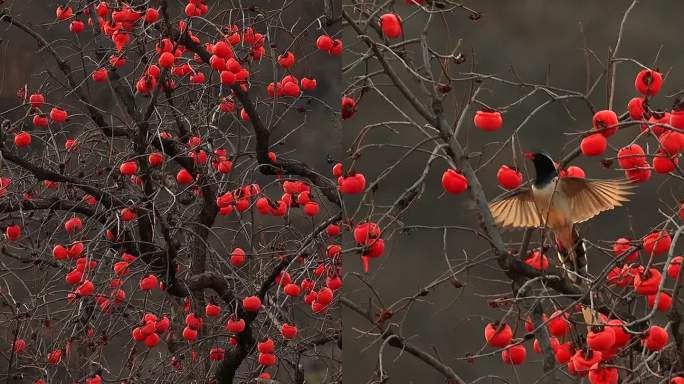 鹊在枝头巧摘柿：红嘴蓝鹊穿越红柿树枝觅食