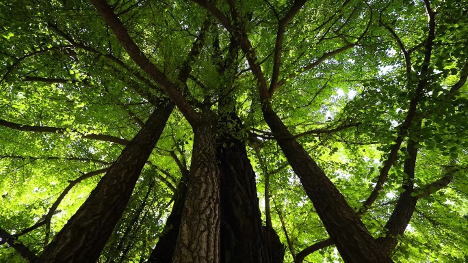 潭柘寺千年银杏