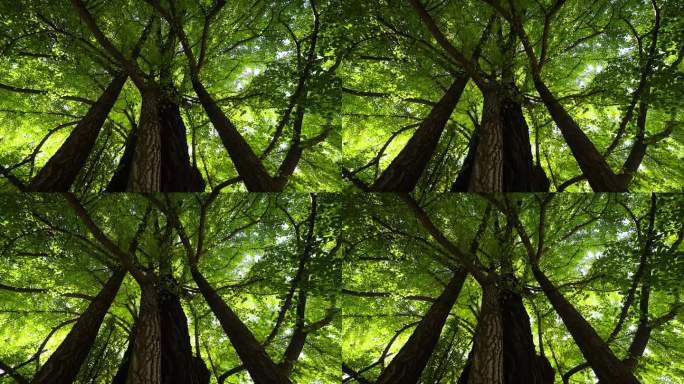 潭柘寺千年银杏