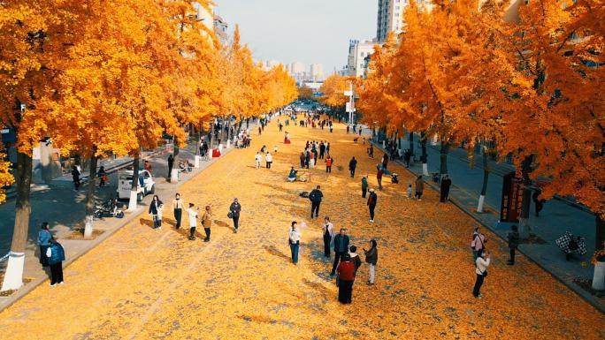 秋季城市街景 银杏大道 黄金大道