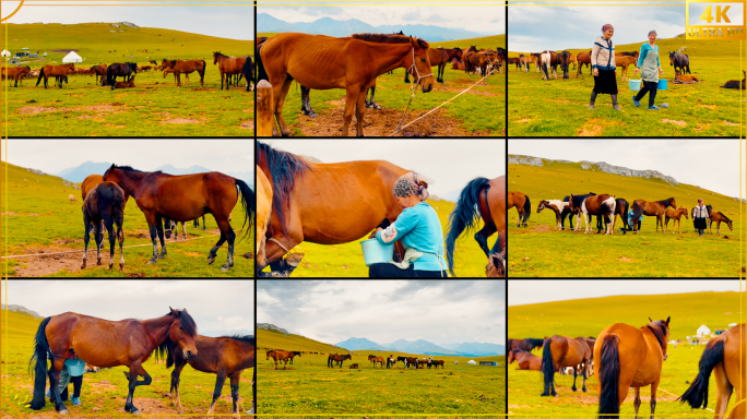 牧民挤马奶