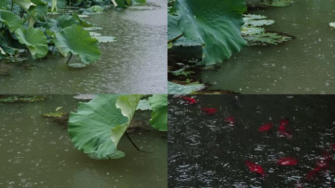 雨打荷叶 池塘小鱼