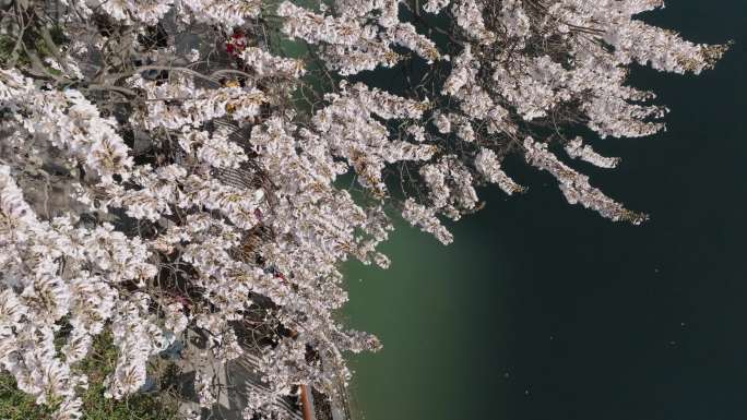 4K成都339电视塔 蓝花楹
