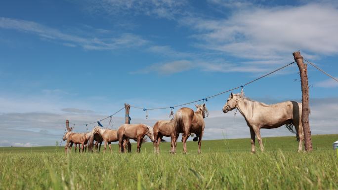 呼伦贝尔草原马