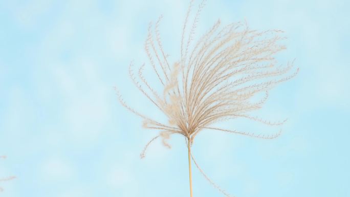 良渚古城遗址公园  芦苇