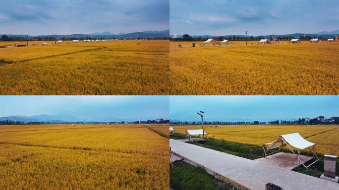 金黄稻田麦田4K高清航拍素材