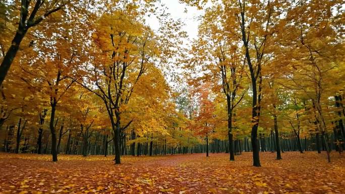 胡杨林公园 秋景