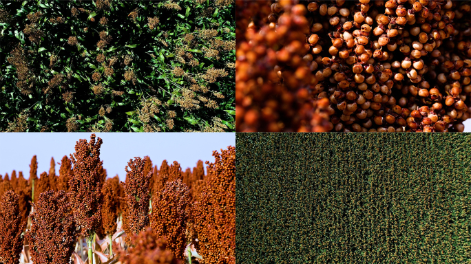 高粱红高粱丰收