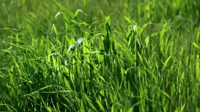 树林 草地 水滴 微风 树木 树荫