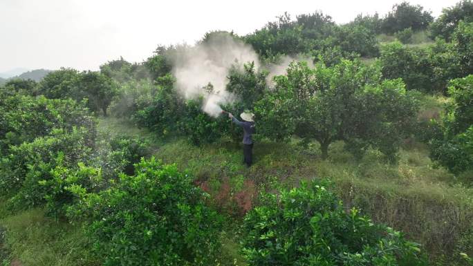 脐橙园 人工喷药 农民喷药 打药 果园