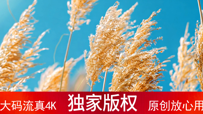 唯美芦苇 芦花 芦苇荡