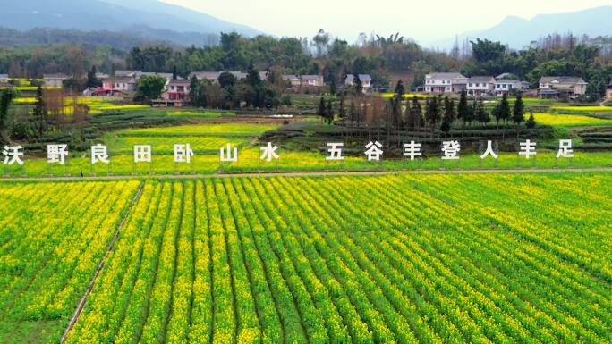油菜花花田乡村振兴农村风景花海航拍