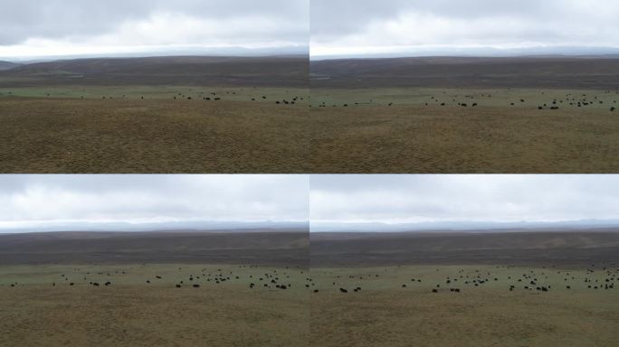 草原航拍