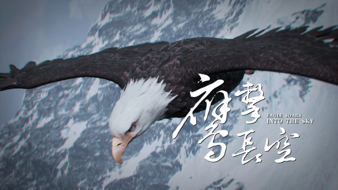 鹰片头模板视频素材（原创）