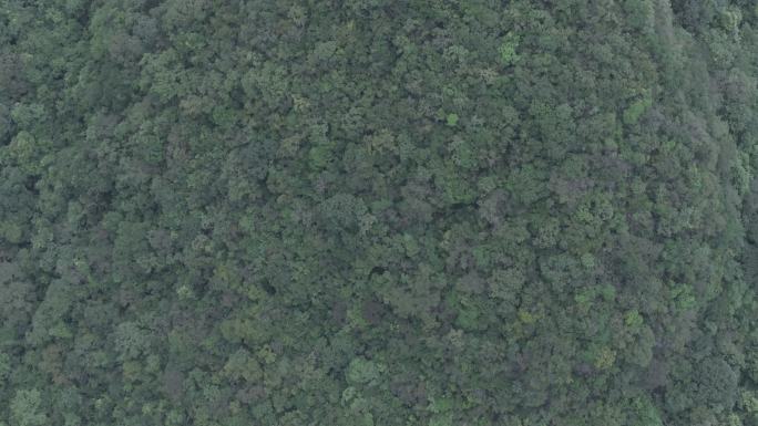 茂兰喀斯特航拍‌