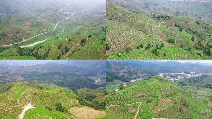 安溪祥华铁观音茶山大山里山清水秀丹桂飘香