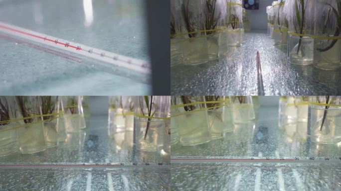 实验室 温度计 育苗 测量 实验