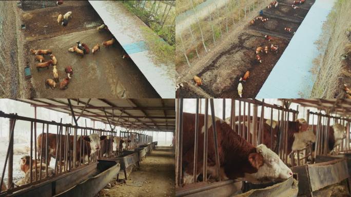 4K养殖户养牛场肉牛养殖繁育喂食