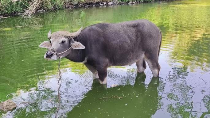 动物水牛水塘水牛家养水牛牲畜放牧母牛公牛