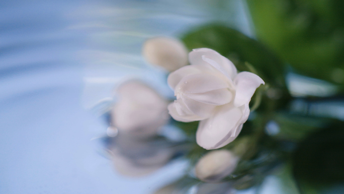 4K茉莉花  茉莉花成分